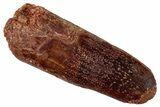 Fossil Sauropod Dinosaur (Titanosaur) Tooth - Morocco #267283-1